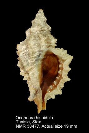 Ocenebra hispidula.jpg - Ocenebra hispidula(Pallary,1904)